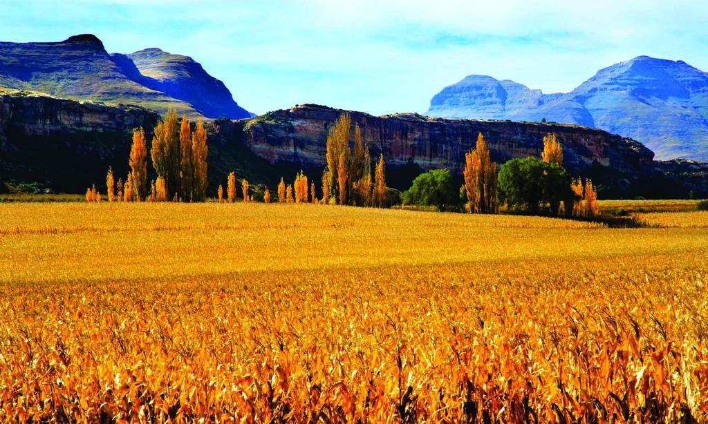 Lola'S Self Catering Accommodation Clarens Exteriör bild